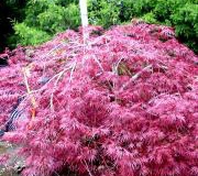 Weeping Japanese Maple