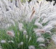Hameln Grass
