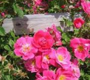 Pink Knockout Roses