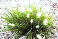 Little Bunny Grass