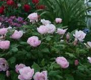 Blushing Pink Knockout Roses