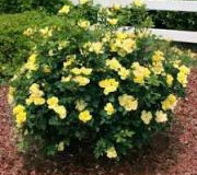 Yellow Knockout Roses